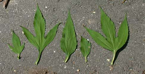 Image of great ragweed