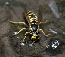 Image de Vespula atropilosa (Sladen 1918)