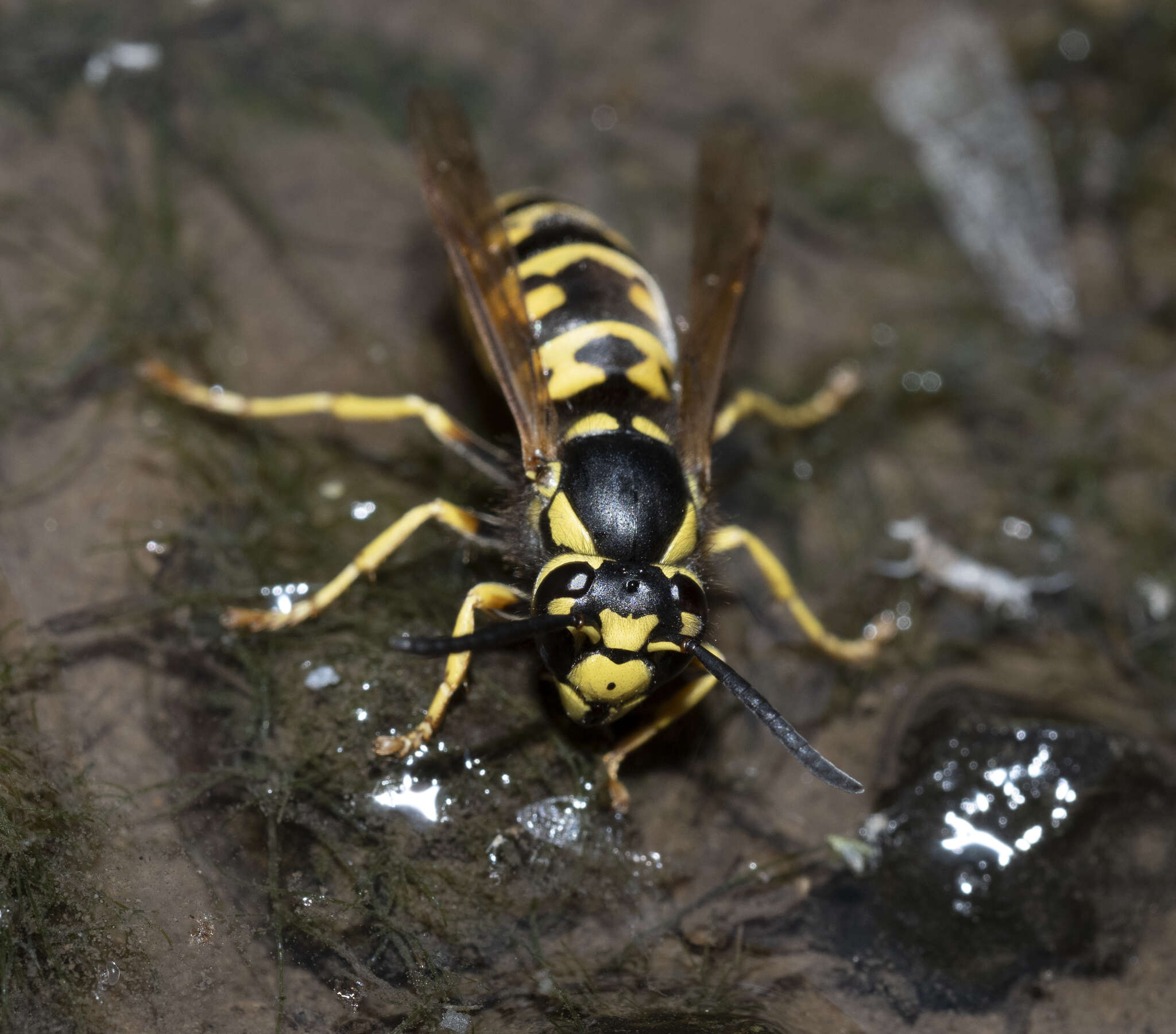 Image of Prairie Yellowjacket