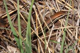 Image of Lined Rainbow-skink