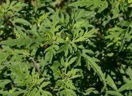 Image of annual ragweed