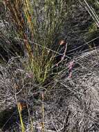 Image of Muraltia ericoides (Burm. fil.) Steud.