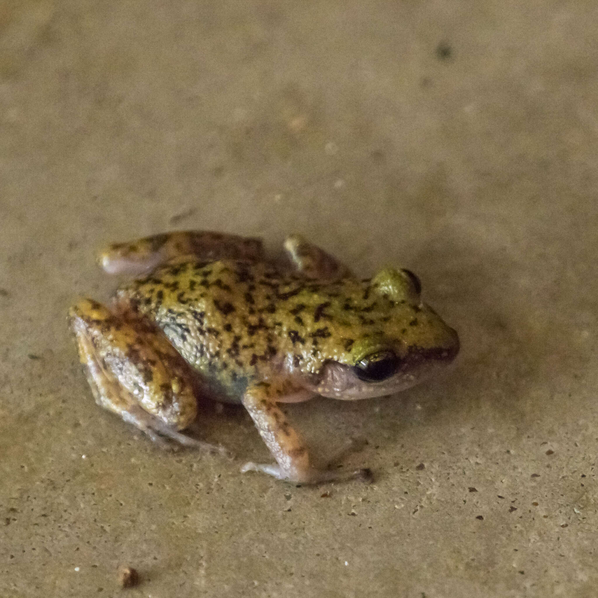 Image of Cliff Chirping Frog