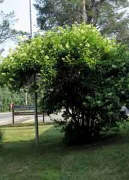 Image of panicled hydrangea