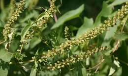 Image of great ragweed