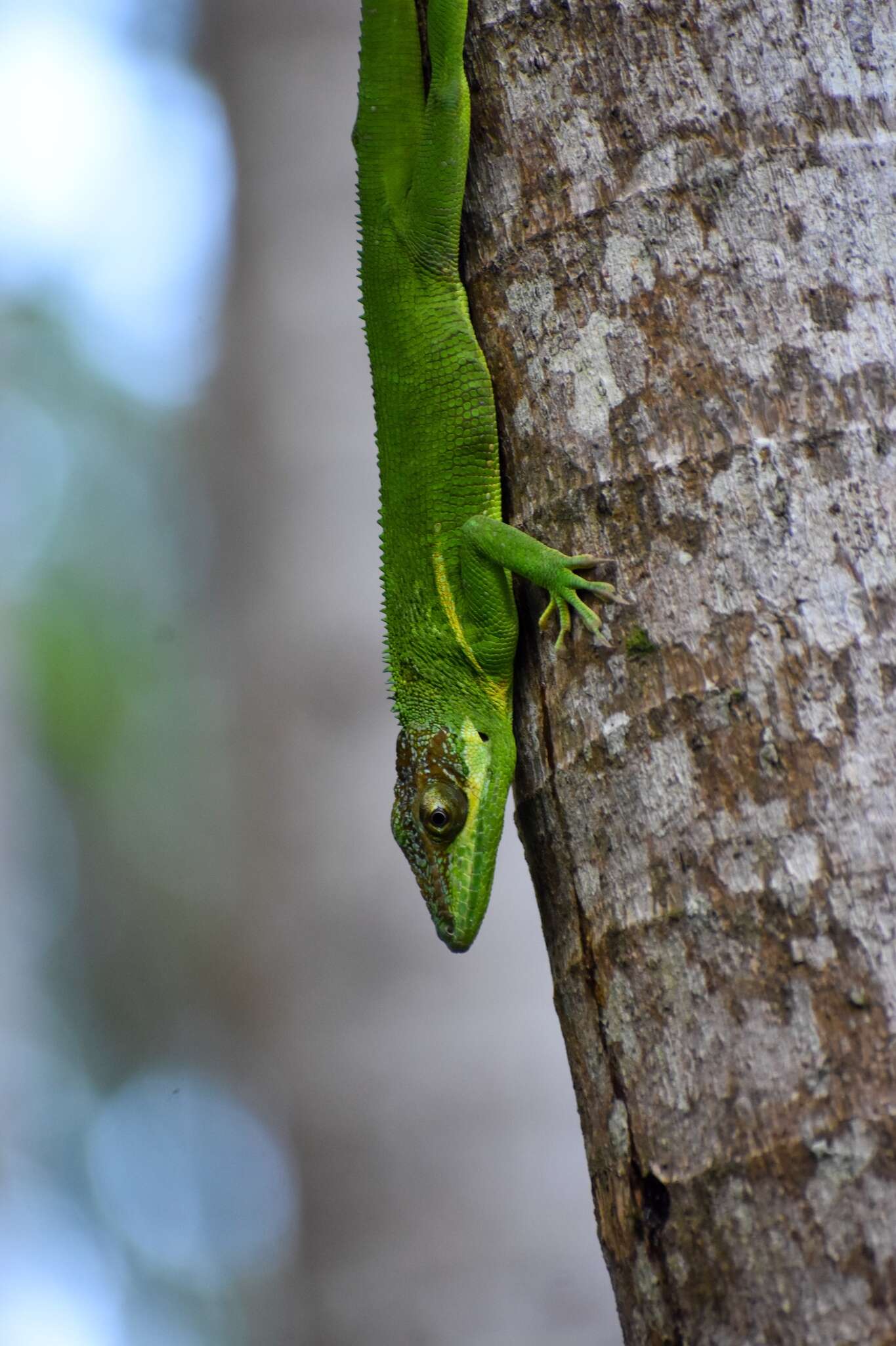 Image of Anolis equestris persparsus Schwartz And Garrido 1972