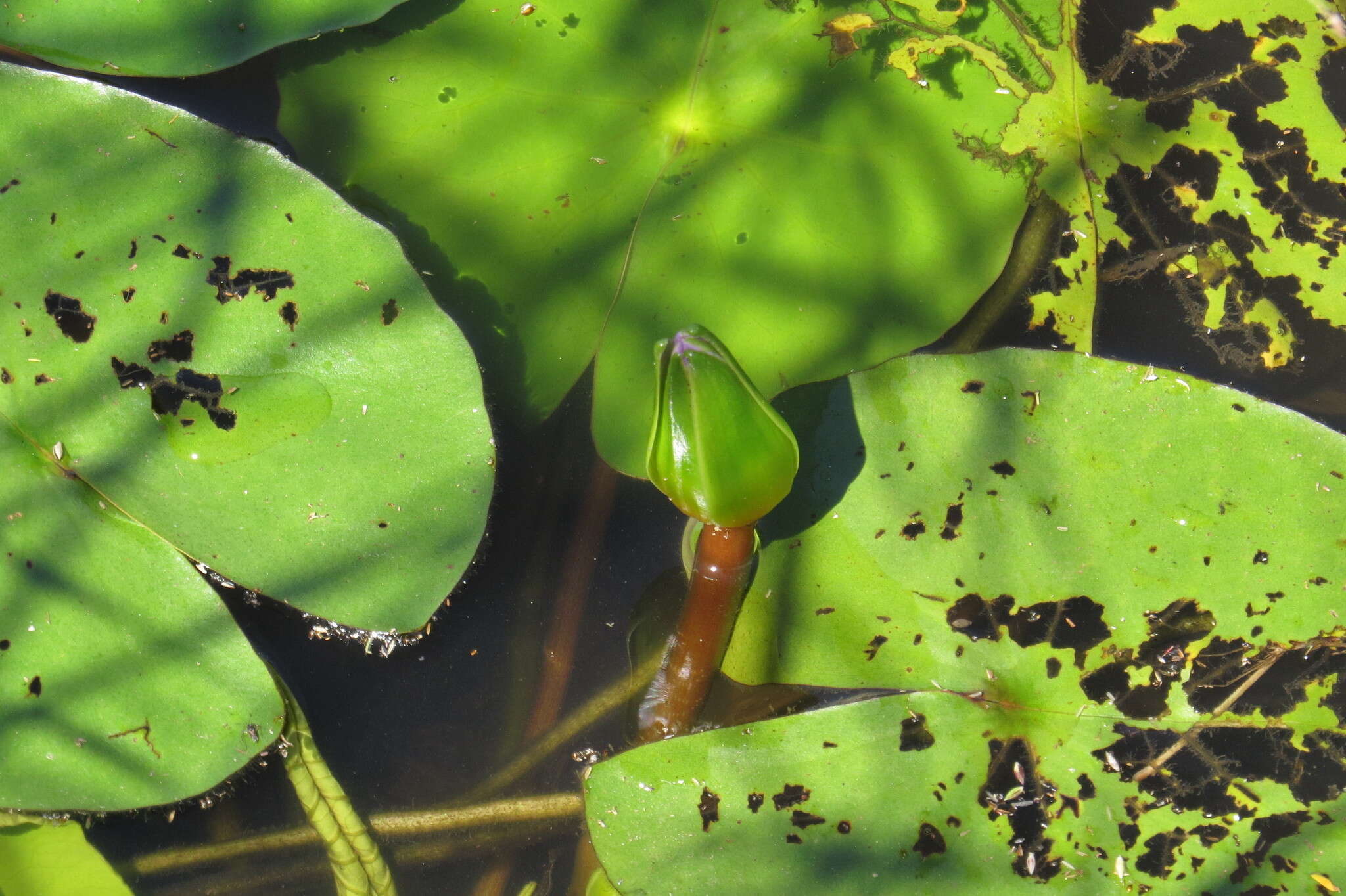 Image of blue star water-lily