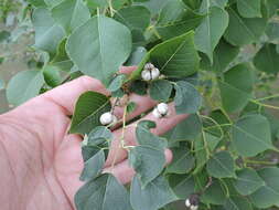 Image of Chinese tallow