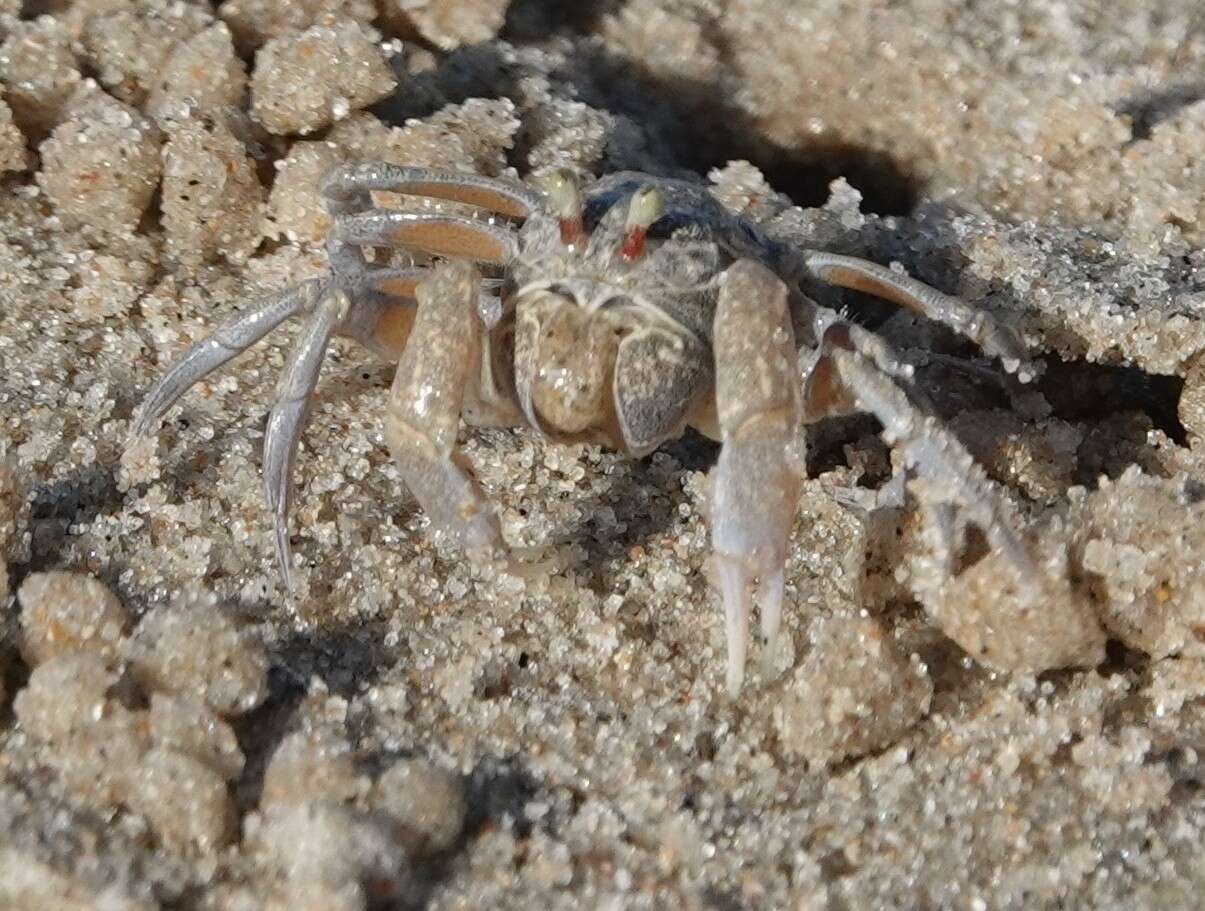 Image of Asian Soldier Crab