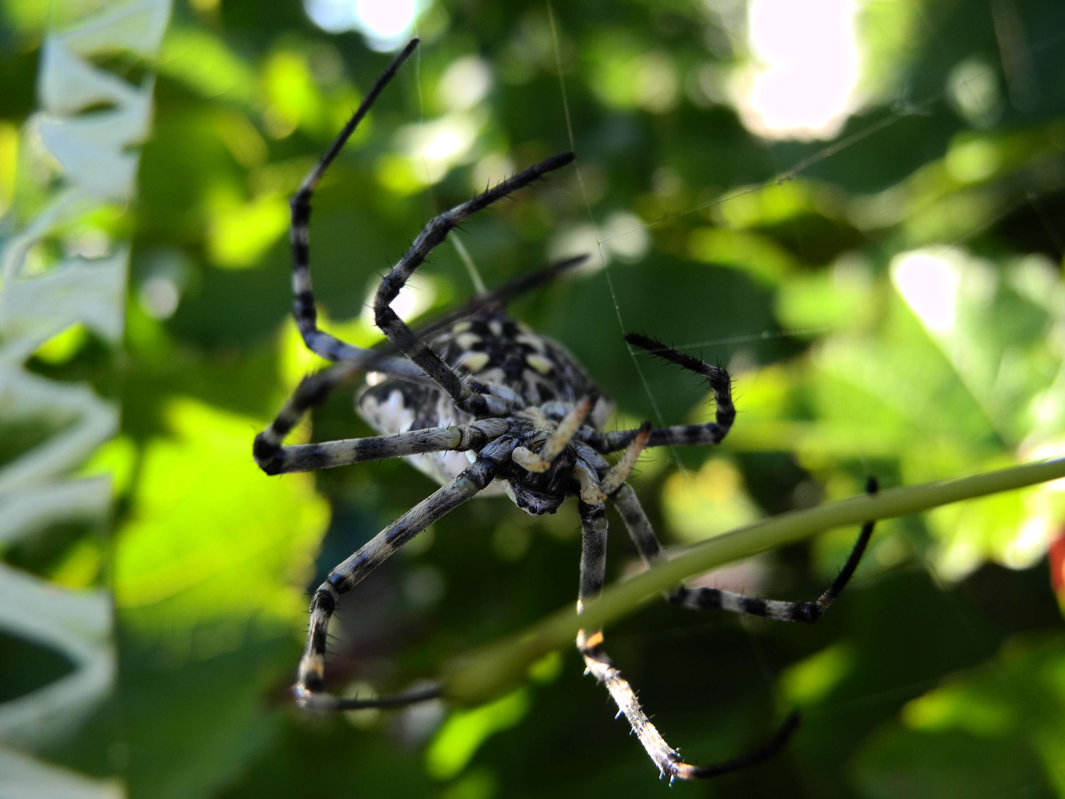 Image of Argiope lobata (Pallas 1772)