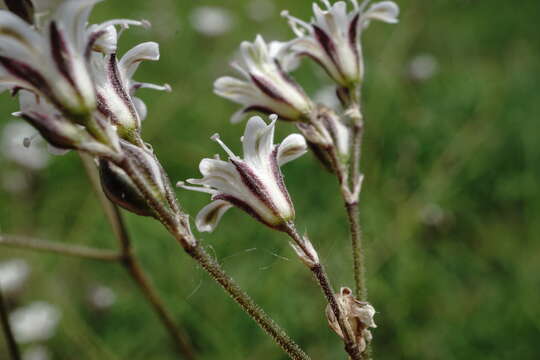 Plancia ëd Gypsophila acutifolia Fisch.