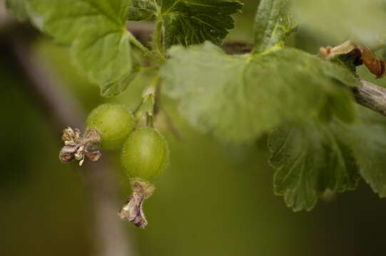 Image of Ribes × nidigrolaria