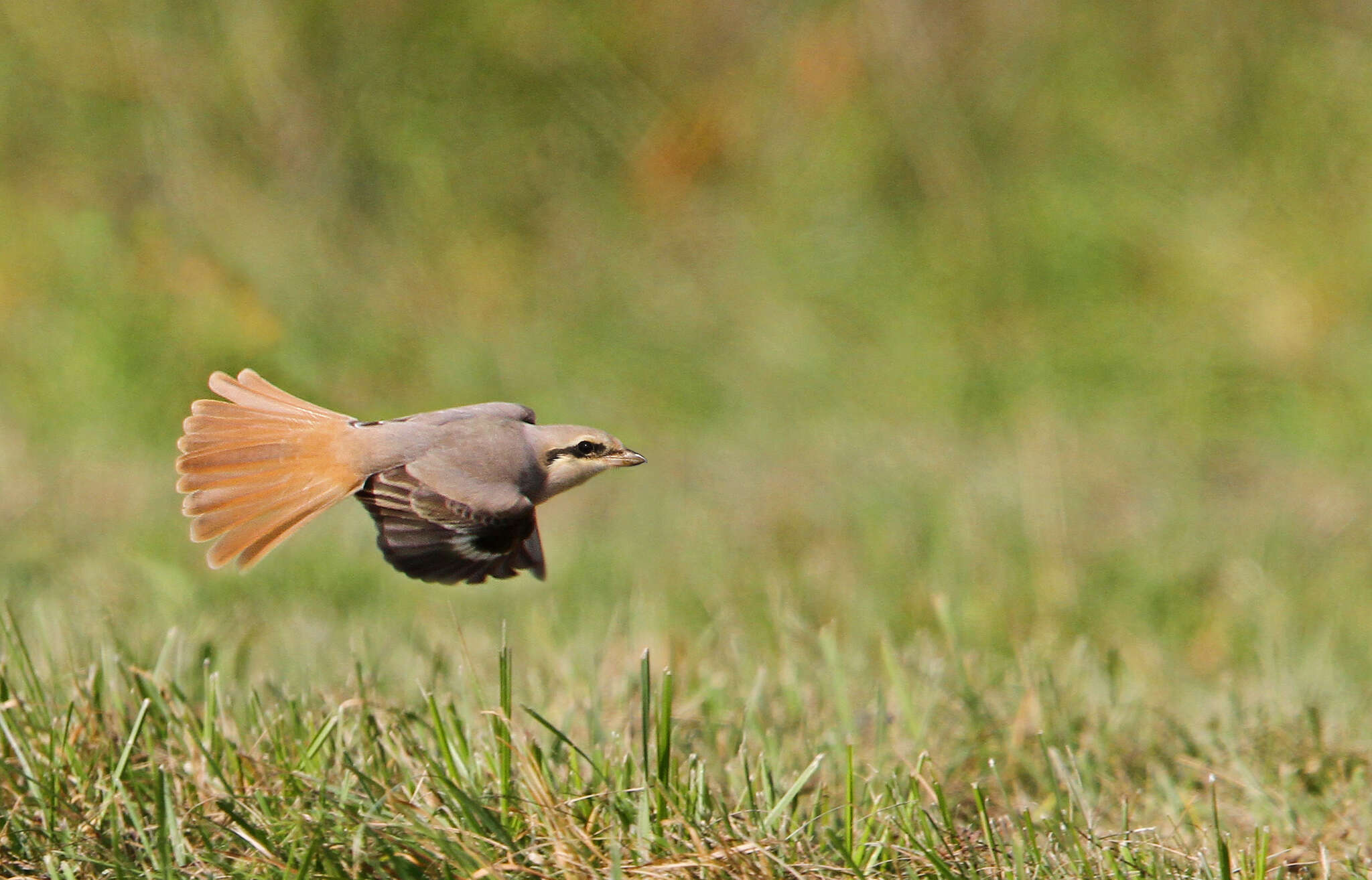 Image of Isabeline Shrike