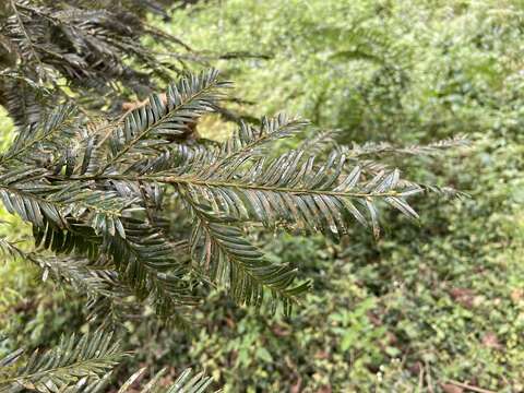 Image of Maire's yew