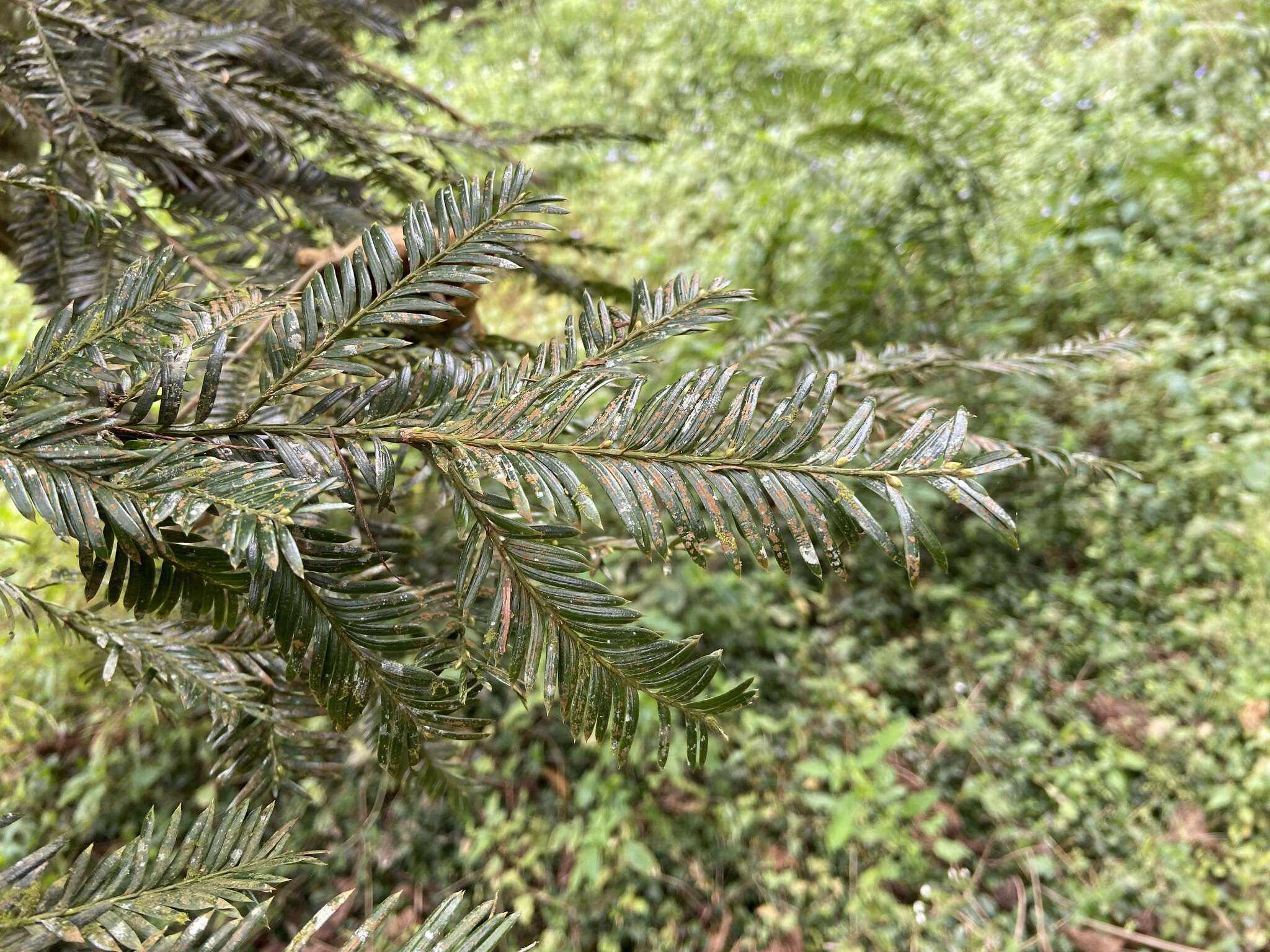 Image of Taxus mairei (Lemée & Lév.) S. Y. Hu ex T. S. Liu