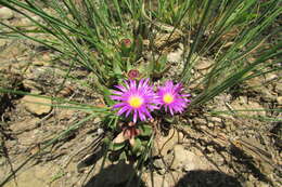 Image of Delosperma carolinense N. E. Br.