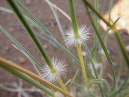 Image de Stipagrostis ciliata (Desf.) De Winter