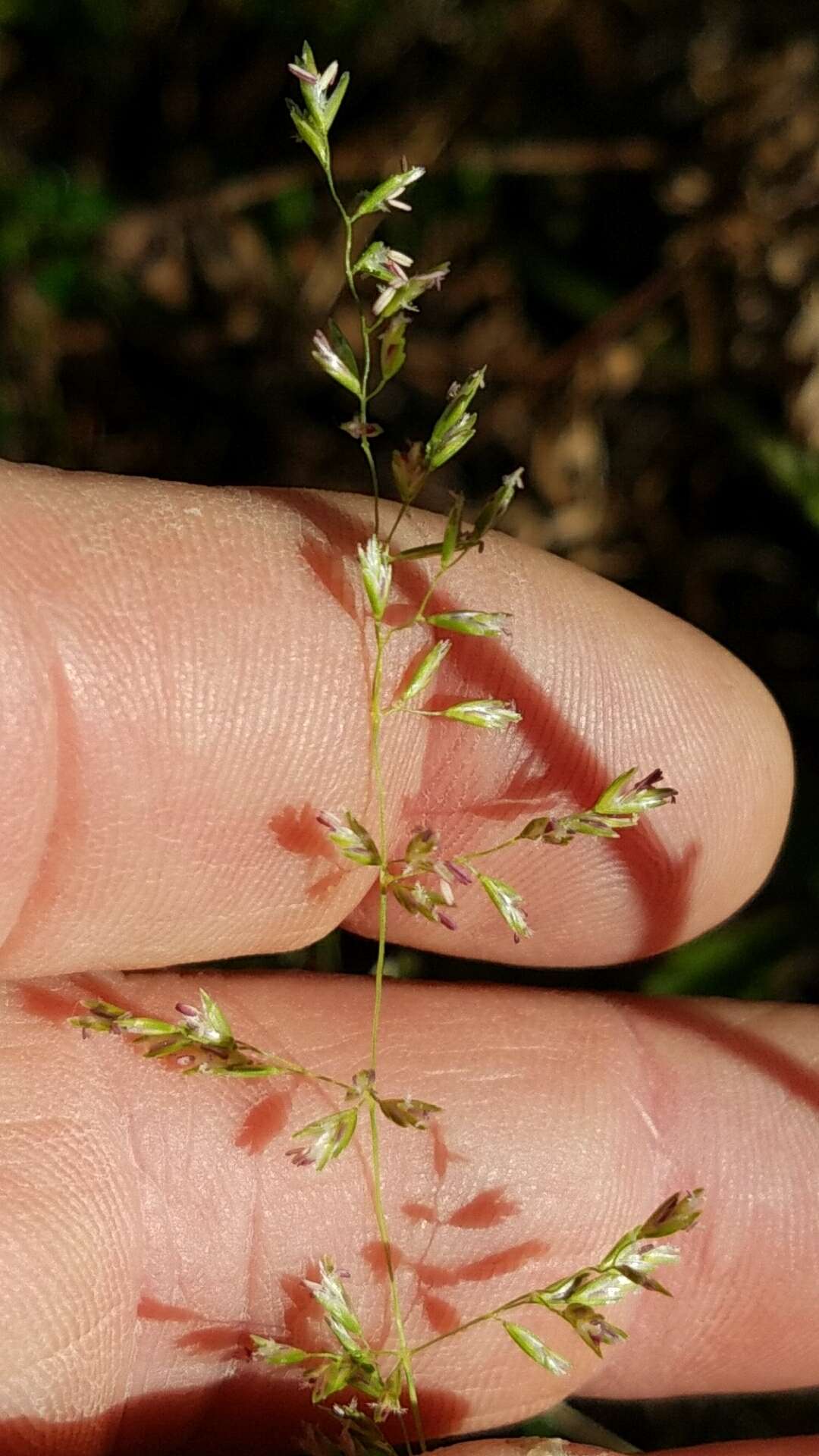 Imagem de Sphenopholis nitida (Biehler) Scribn.