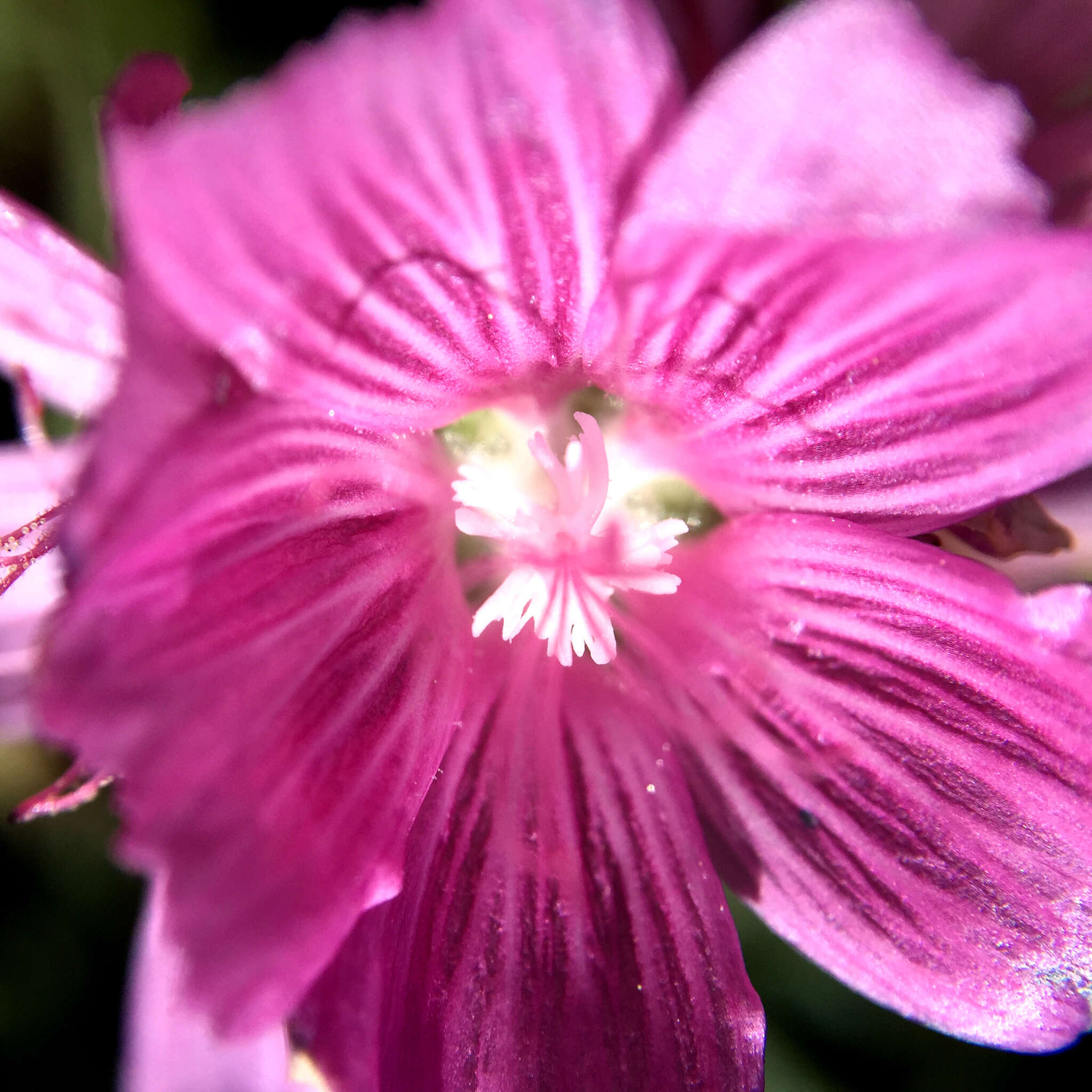 Image of dwarf checkerbloom