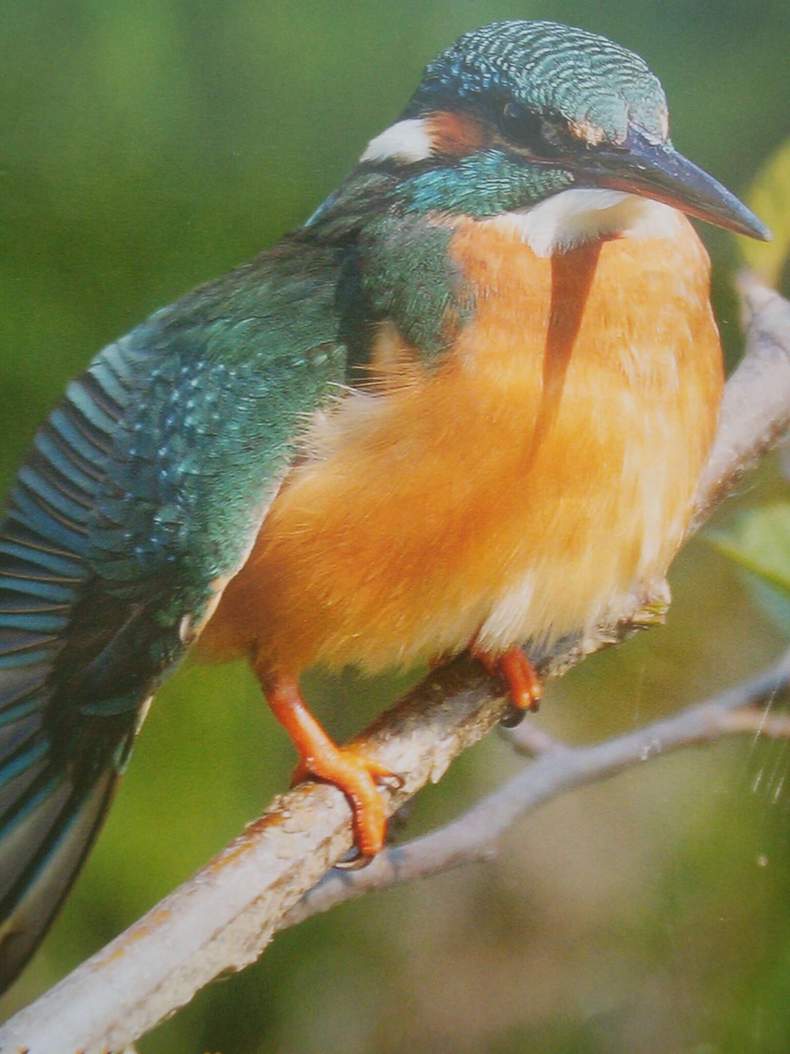 Image of Common Kingfisher