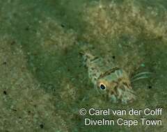 Image of Bluefin Gurnard