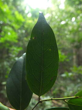 Image de Diospyros ghatensis B. R. Ramesh & D. De Franceschi