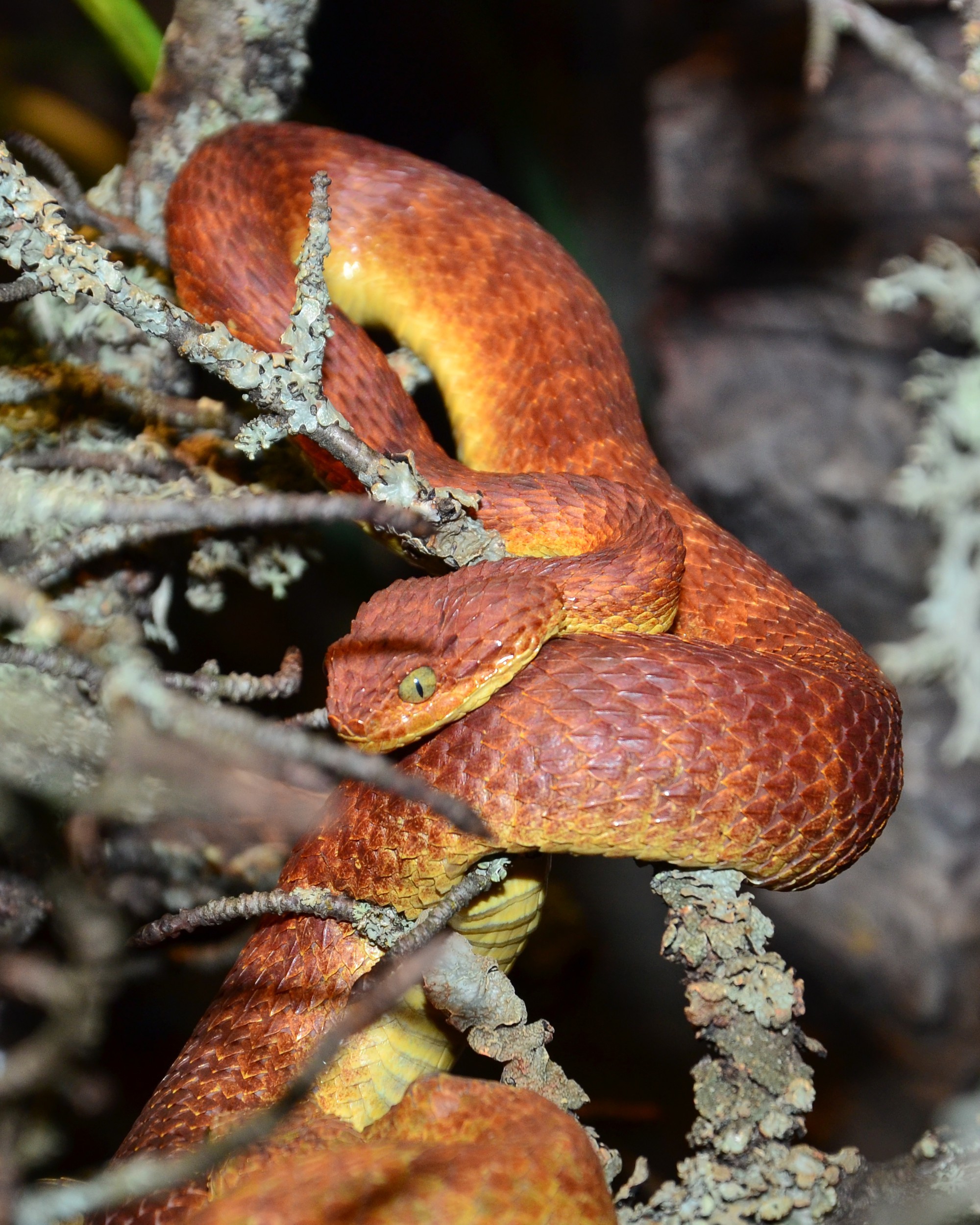 Rough-scaled Bush Viper, Atheris hispida www.matthieu-berro…