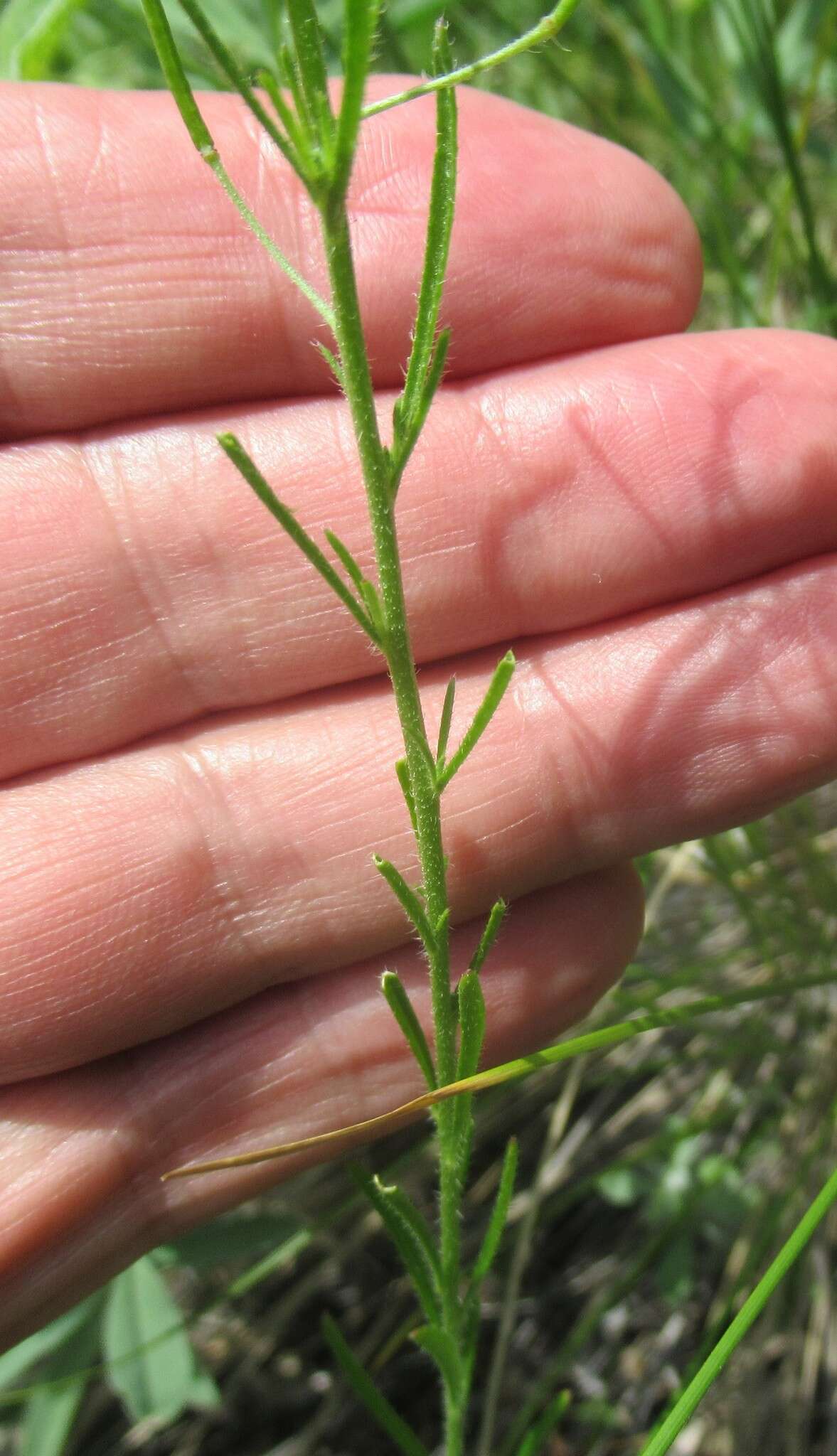 Imagem de Dontostemon micranthus C. A. Mey.