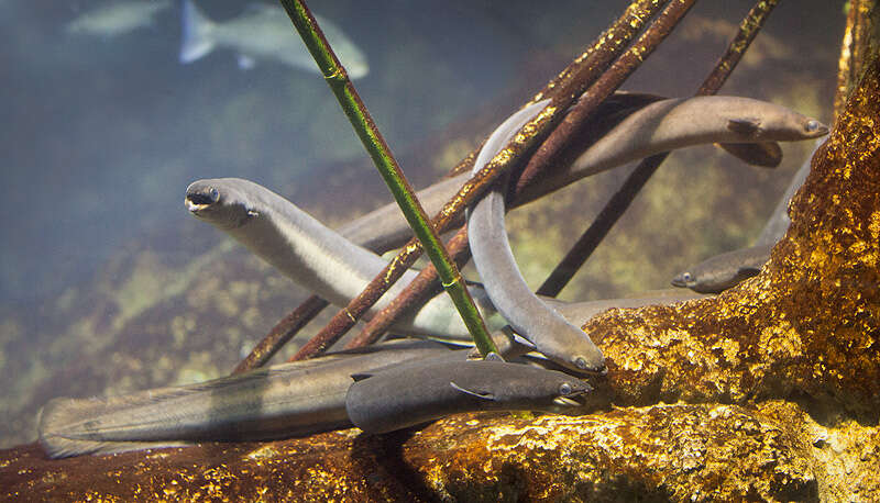 Image of European Eel