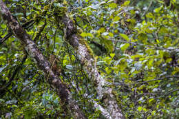 Image of Strong-billed Woodcreeper