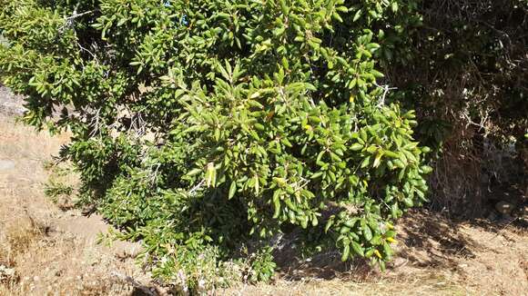 Image of California Live Oak