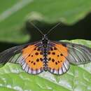 Image de Acraea iturina Grose-Smith 1890