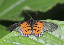 Image de Acraea iturina Grose-Smith 1890