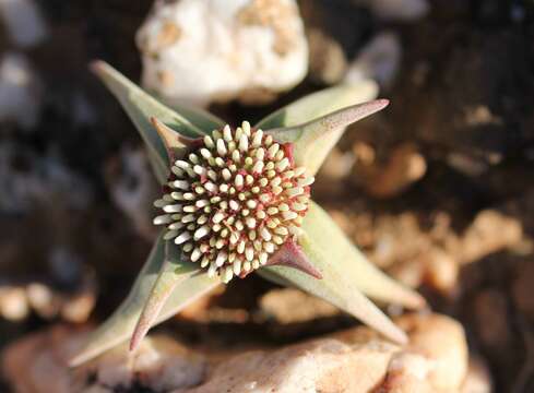 Image of Crassula congesta N. E. Br.