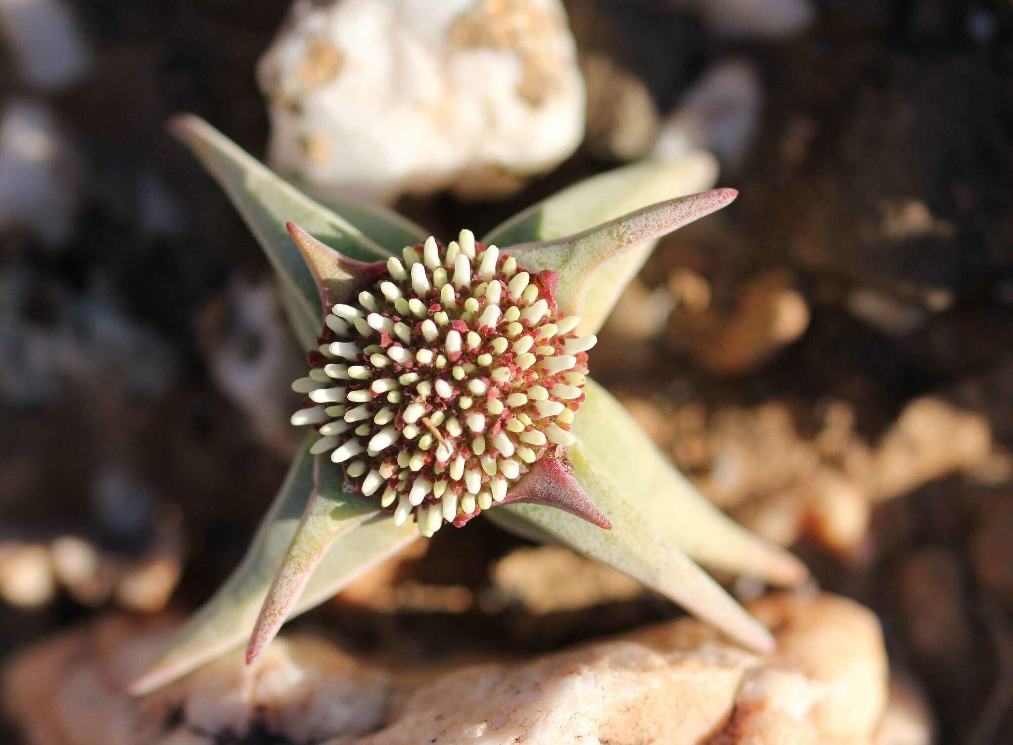 Image of Crassula congesta N. E. Br.