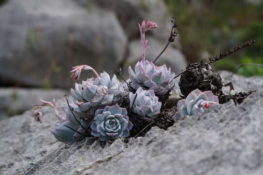 Image of Echeveria peacockii Croucher