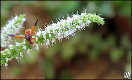 Image of Rhynchium oculatum oculatum