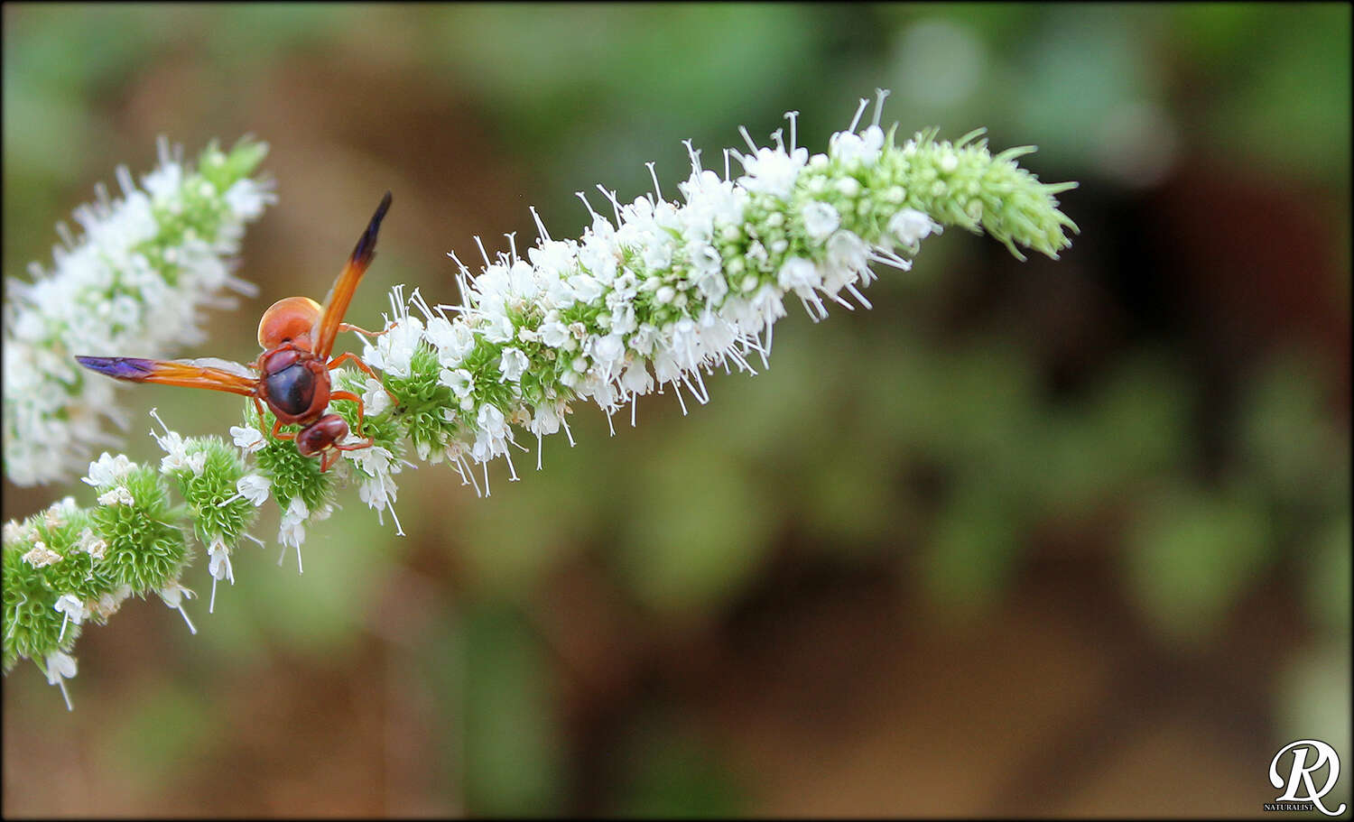 Imagem de Rhynchium oculatum oculatum