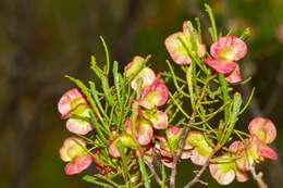 Image de Dodonaea lobulata F. Müll.