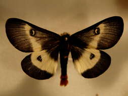 صورة Hemileuca maia (Drury 1773)