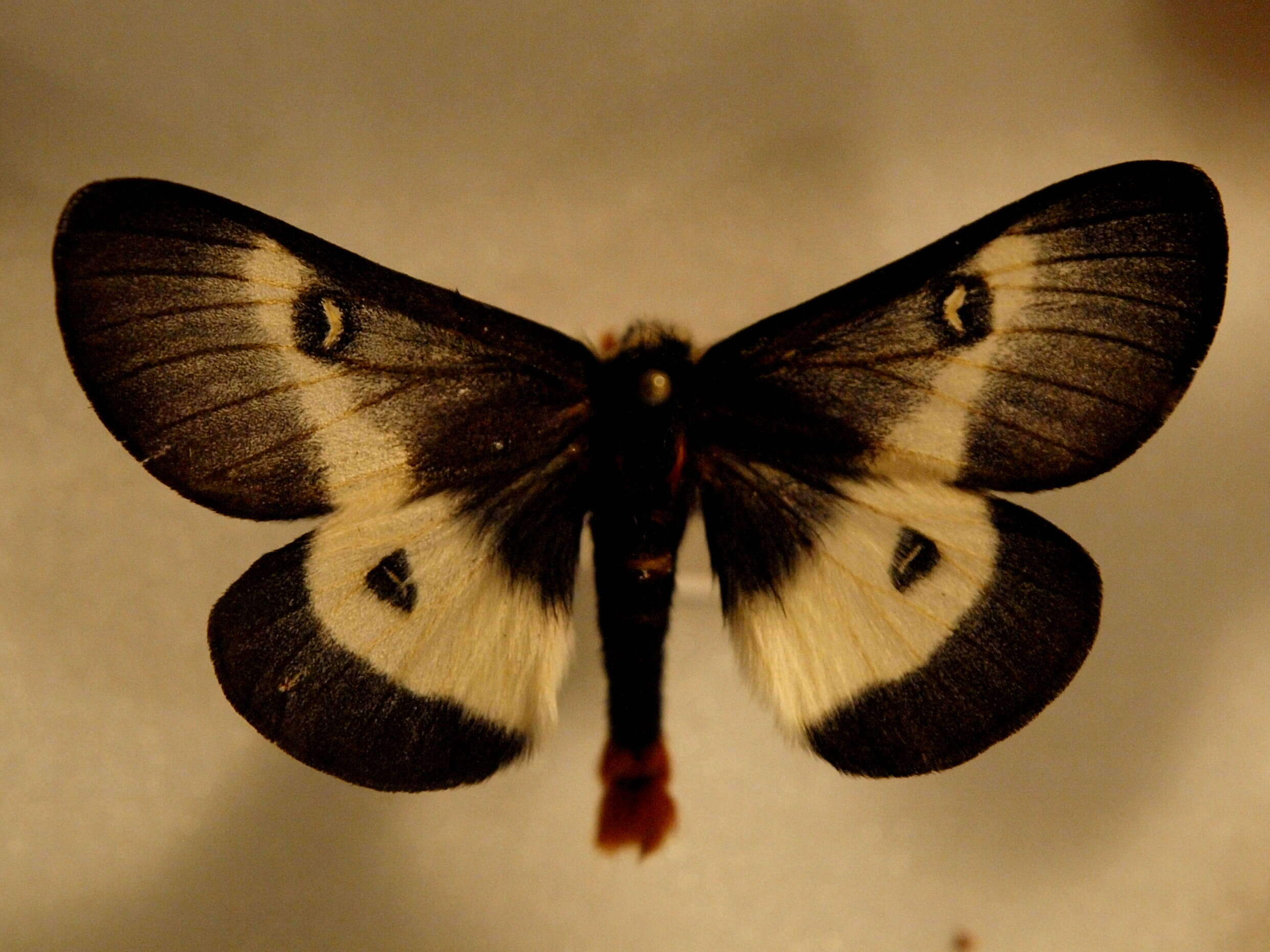 Image of Buck Moth