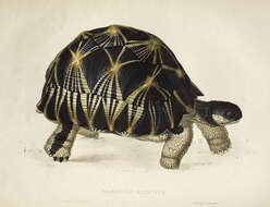 Image of Radiated Tortoise