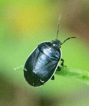 Image of Sehirus cinctus albonotatus Dallas 1851