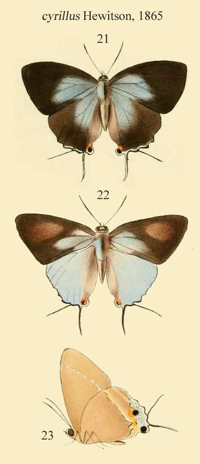 Imagem de Tajuria cyrillus (Hewitson (1865))