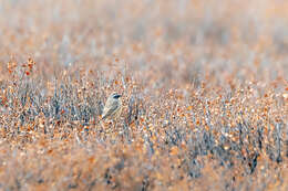 Image of Brown Accentor