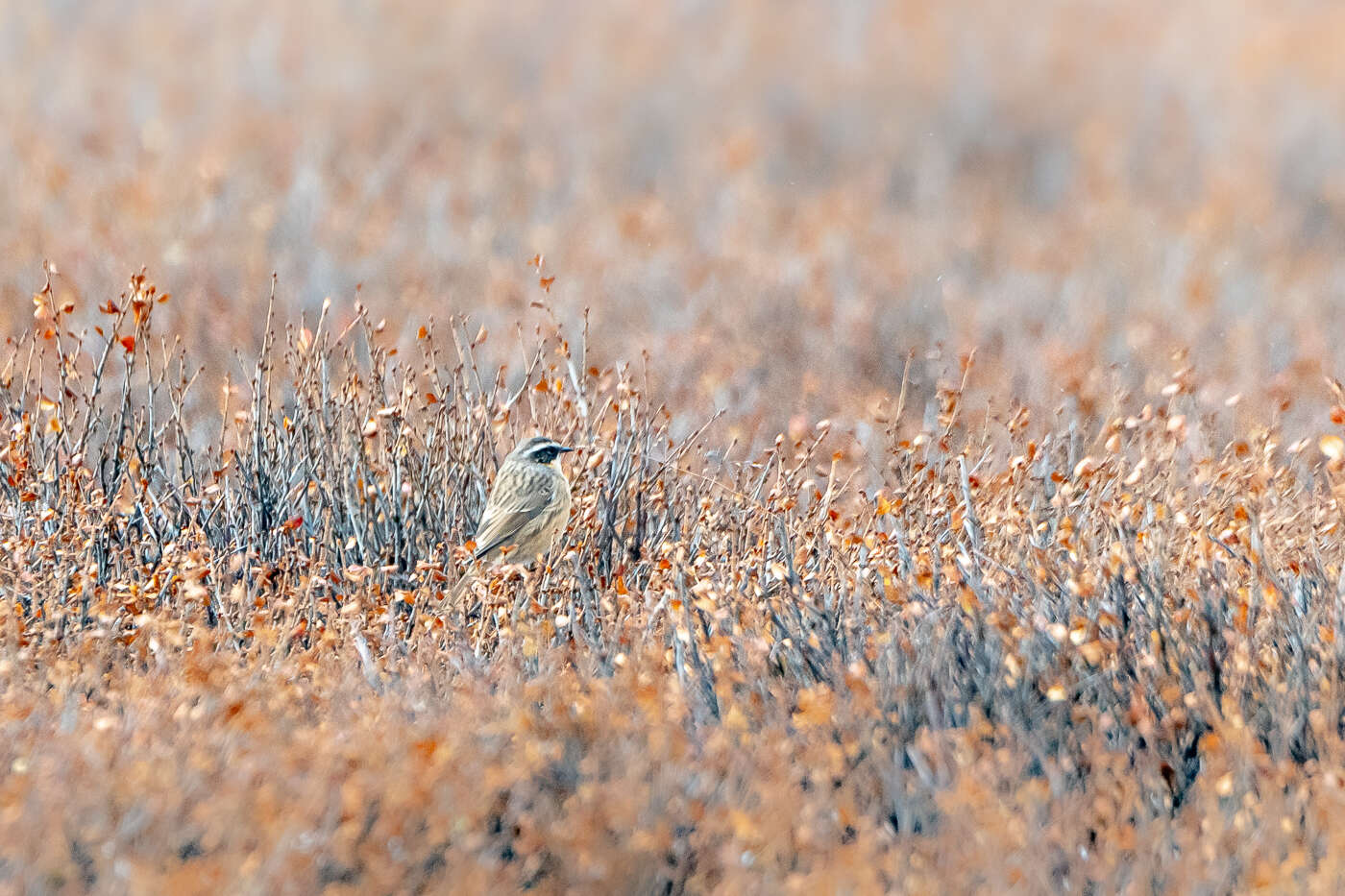 Image of Brown Accentor