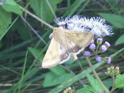 Image of Corn Earworm