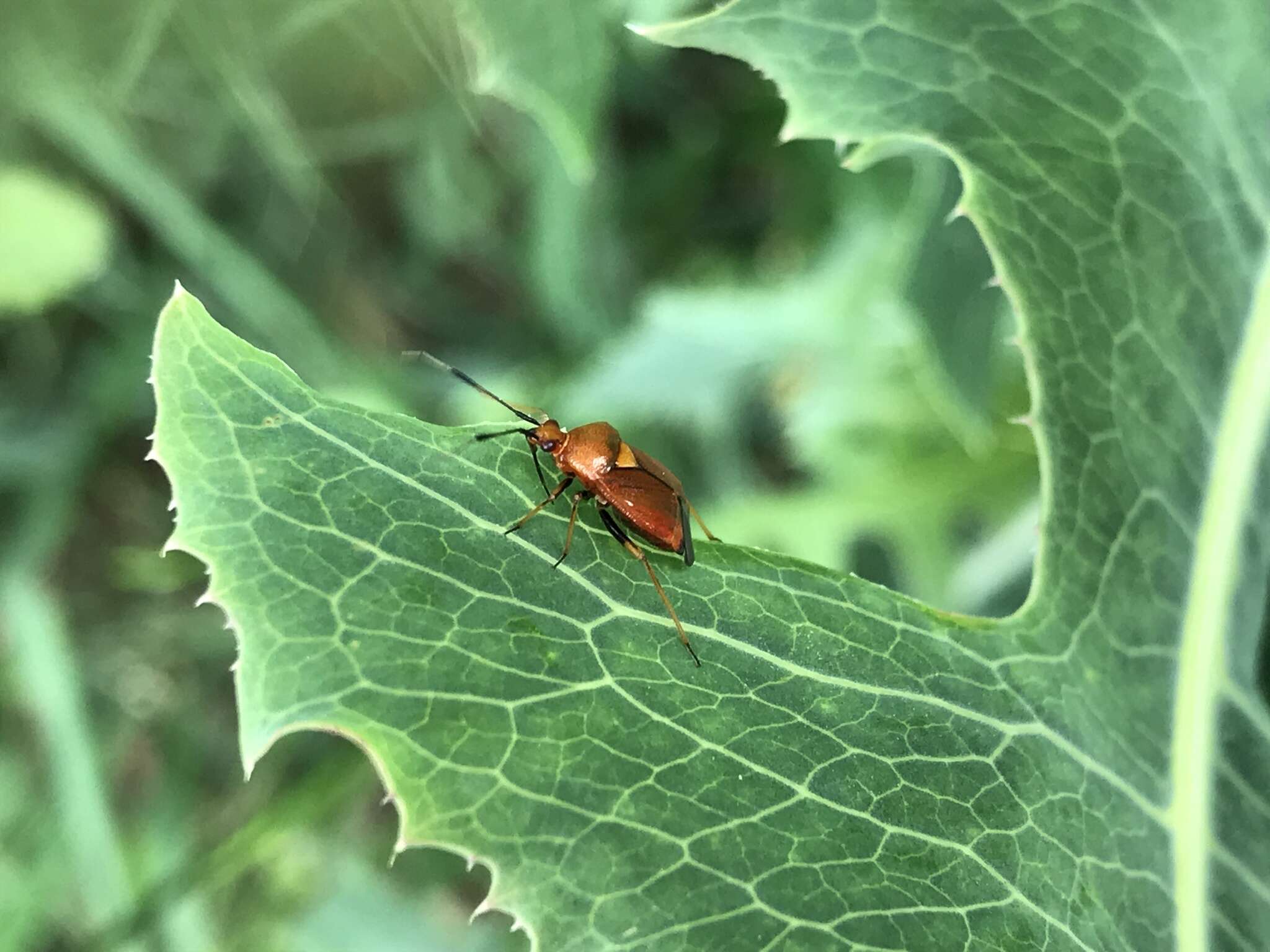 Image of red capsid bug