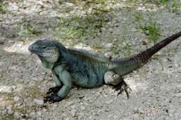 Cyclura lewisi Grant 1940 resmi