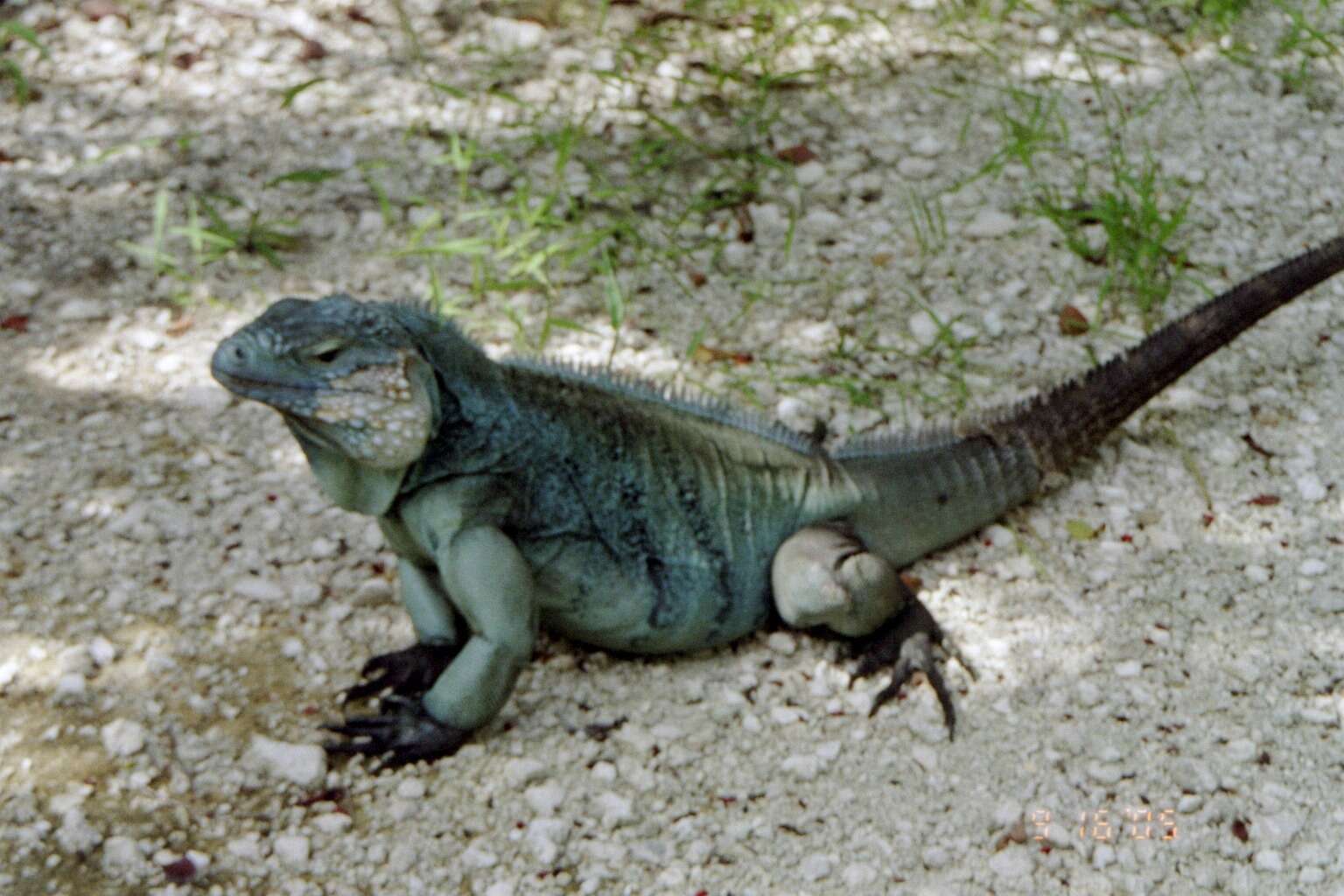 Cyclura lewisi Grant 1940 resmi